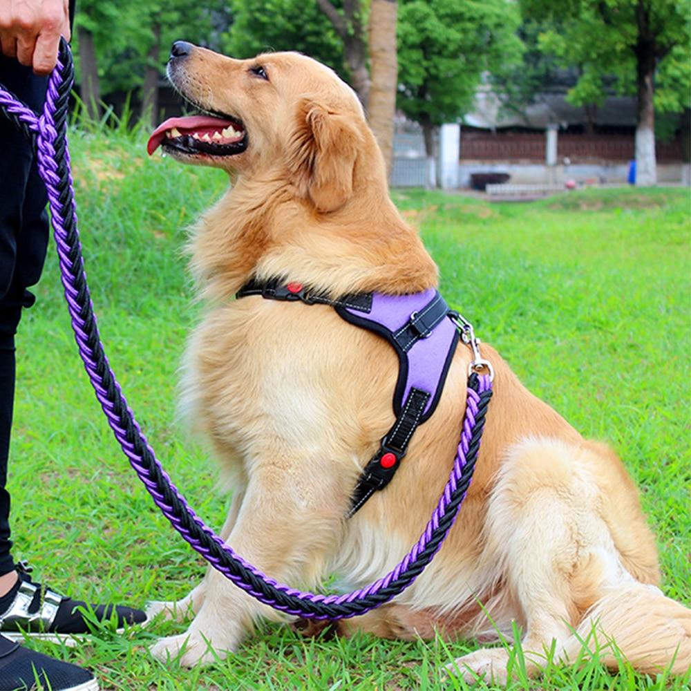 Leashes & Harnesses