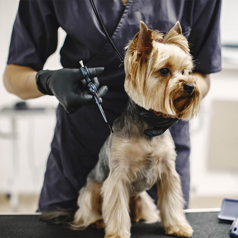 Grooming
